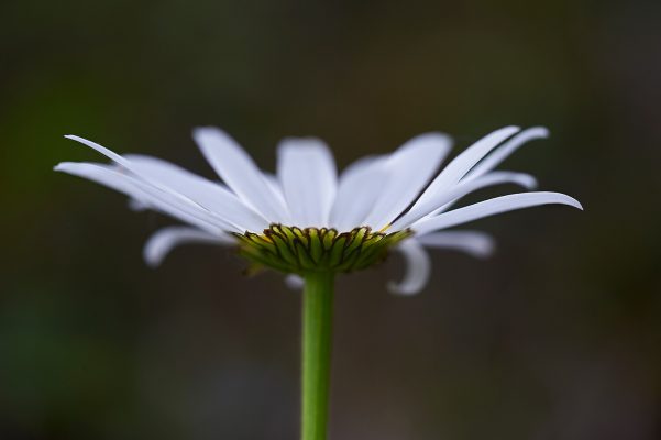 Macro Flor Blanca