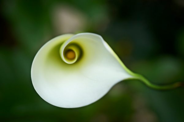 Macro flor en espiral