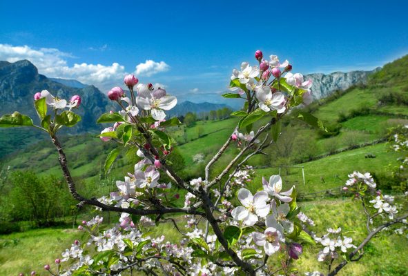 Manzano asturiano en flor en primavera.