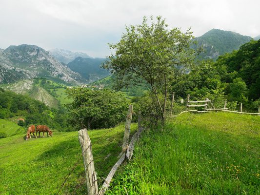 Paisaje verde de naturaleza con caballos y montañas al fondo, Asturias. Paraiso natural