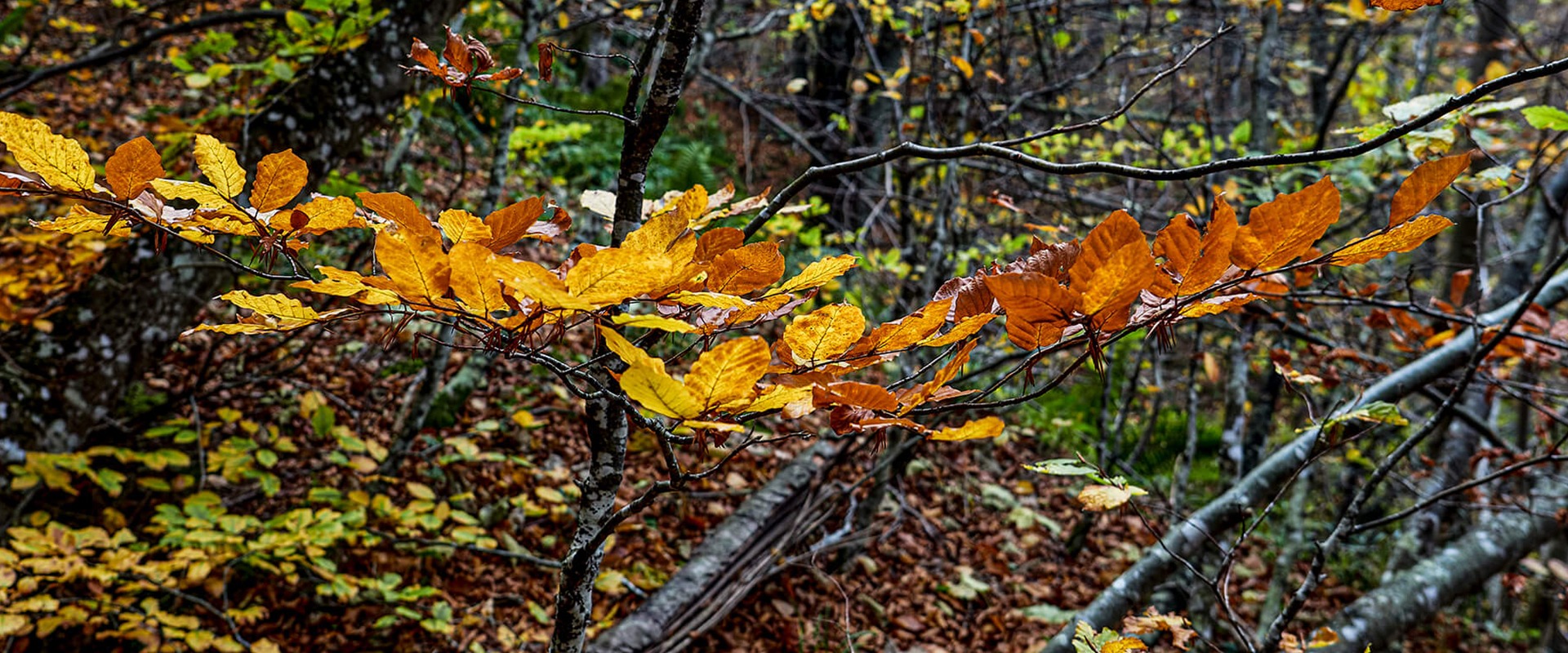 BOSQUE-PAISAJE OTOÑO 104